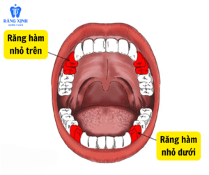 Đây là nhóm răng có vai trò hỗ trợ trong việc cắn xé, nhai thức ăn và duy trì cấu trúc hàm.